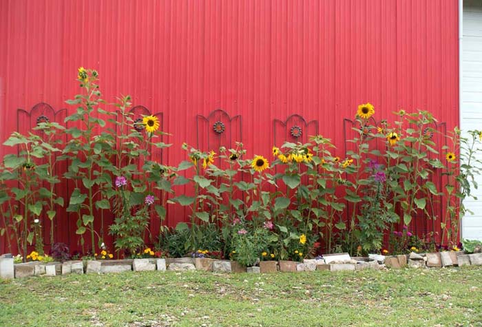 High-Impact Sunflower Border Garden #sunflower #garden #decorhomeideas