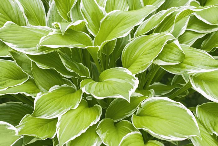 Hostas #garden #perennials #allsummerbloom #decorhomeideas