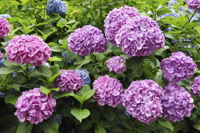 Hydrangea ( Hydrangea macrophylla ) #shadeplants #garden #containers #decorhomeideas