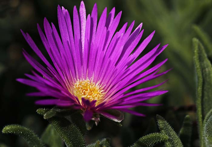 Ice Plant #garden #perennials #allsummerbloom #decorhomeideas