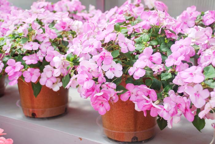 Impatiens (Impatiens walleriana) #shadeplants #garden #containers #decorhomeideas