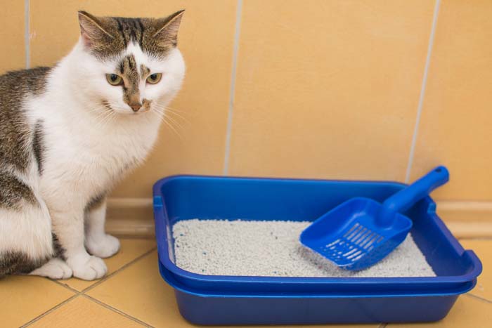 Kitty Litter #reusable #householditems #recycle #decorhomeideas