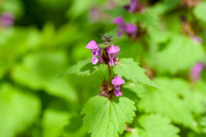 Lamium ( Lamium amplexicaule ) #shadeplants #garden #containers #decorhomeideas