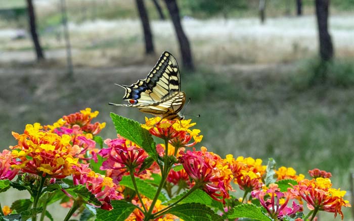 Lantana #butterflyplants #flowers #garden #decorhomeideas