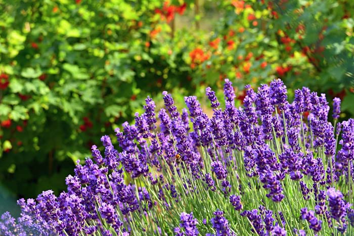 Lavender #garden #perennials #allsummerbloom #decorhomeideas