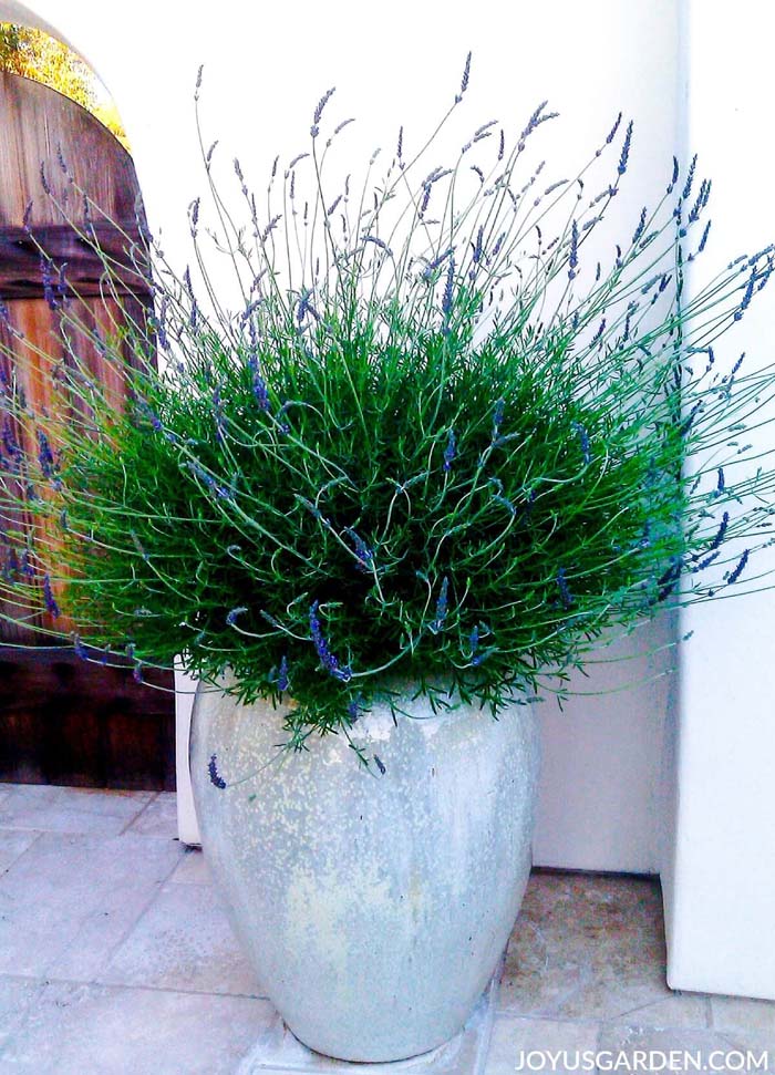 Lavender in an Iridescent Planter #gardencontainer #garden #planter #decorhomeideas