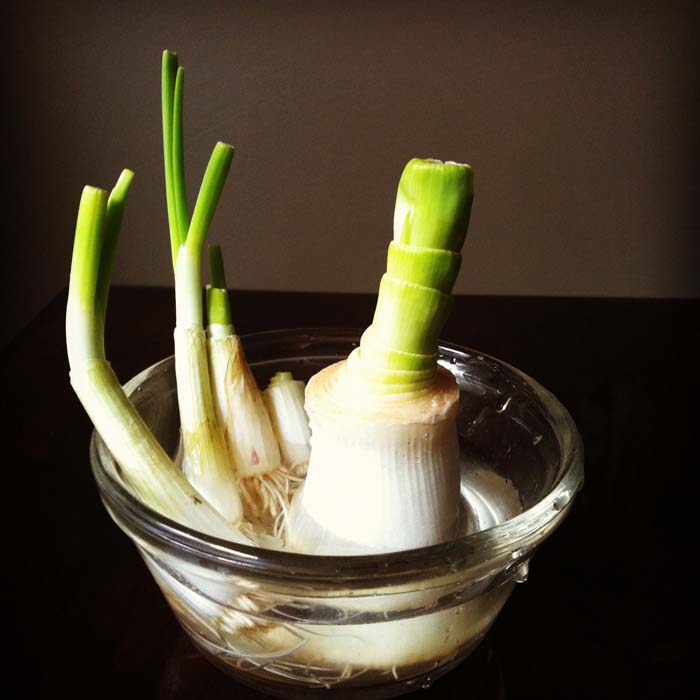 Leeks #vegetables #regrow #decorhomeideas