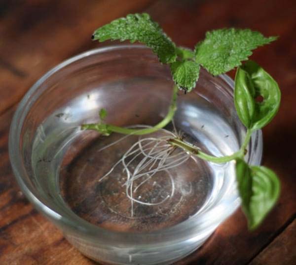 Lemon Balm #vegetables #regrow #decorhomeideas