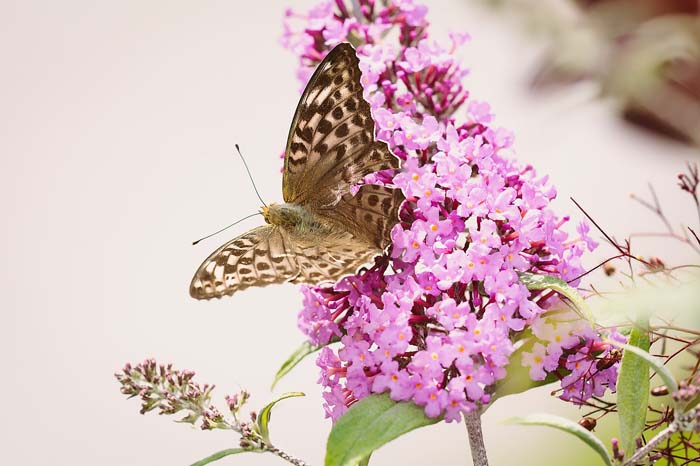 Lilac (Syringa) #butterflyplants #flowers #garden #decorhomeideas