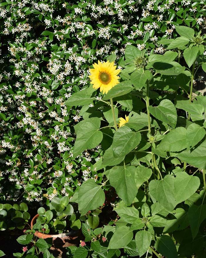 Lines of Sunflowers in Front of a Sculpted Hedge #sunflower #garden #decorhomeideas