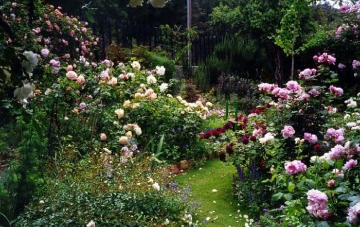 Lover’s Stroll on a Warm Summer Night #rosegarden #roses #decorhomeideas