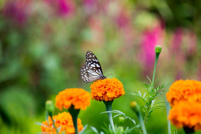 Marigold #butterflyplants #flowers #garden #decorhomeideas