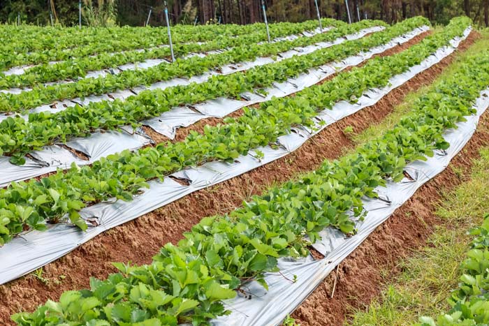 Matted Row Strawberry Garden Field