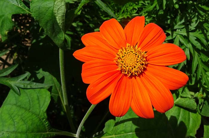 Mexican Sunflower Torch ( Tithonia Rotundifolia or Speciosa ) #butterflyplants #flowers #garden #decorhomeideas