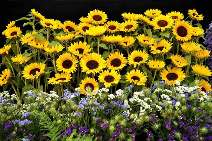 Miniature Sunflower Beds Bring Bright Color #sunflower #garden #decorhomeideas