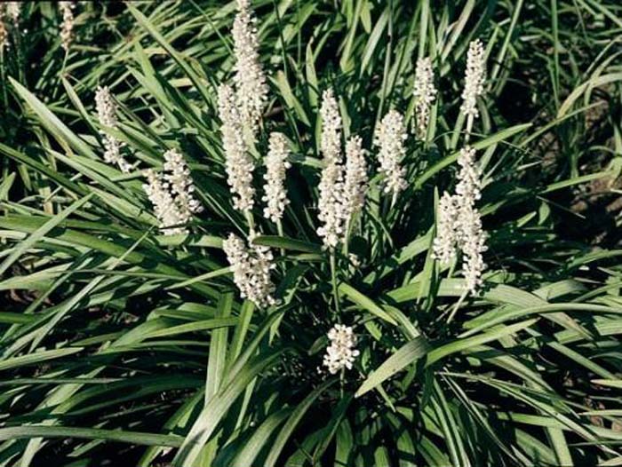 Monroe's White Lilyturf #garden #perennials #allsummerbloom #decorhomeideas