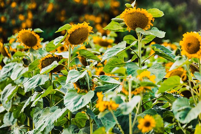 Multiple Levels of Yellow Flowers #sunflower #garden #decorhomeideas