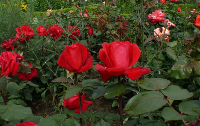 Natural Healing Properties #rosegarden #roses #decorhomeideas
