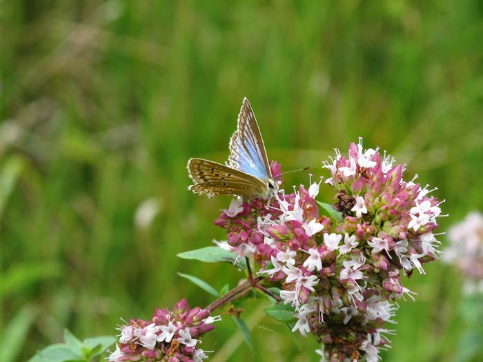 Oregano (Oreganum vulgare) #butterflyplants #flowers #garden #decorhomeideas