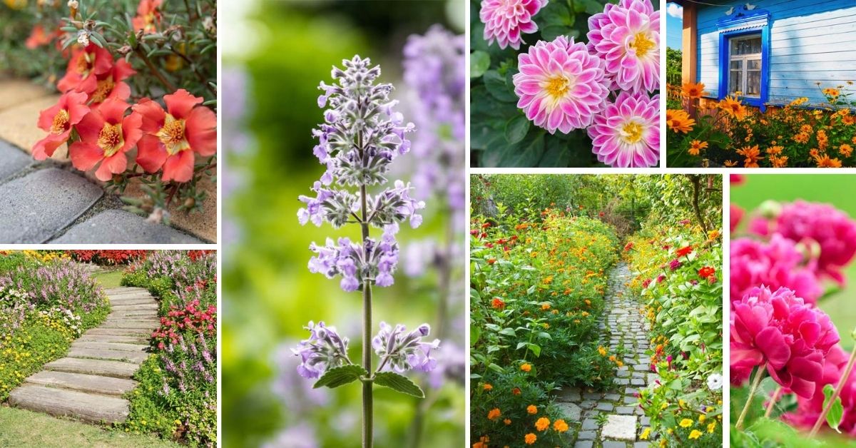 Perennials That Bloom All Summer