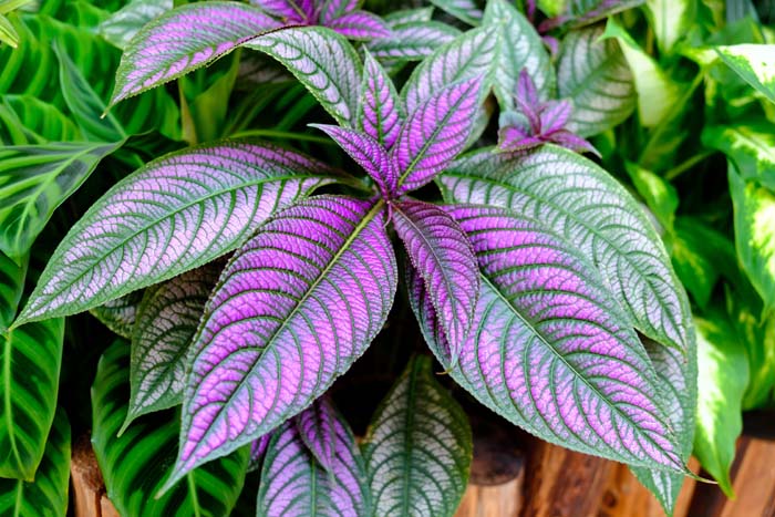 Persian Shield (Strobilanthes dyeranus) #shadeplants #garden #containers #decorhomeideas