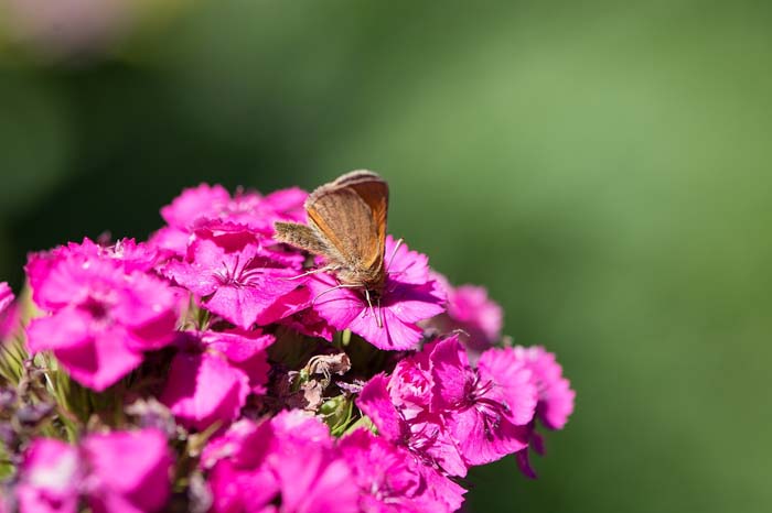 Garden Phlox #butterflyplants #flowers #garden #decorhomeideas