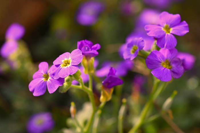 Garden Phlox #garden #perennials #allsummerbloom #decorhomeideas