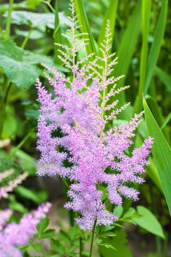 Astilbe #garden #perennials #allsummerbloom #decorhomeideas