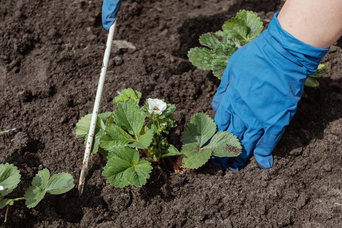 Planting Strawberries In A Home Farm