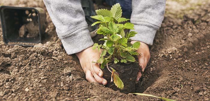 Planting Strawberry Seedling