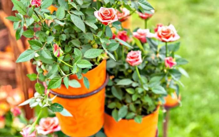 Potted Roses #rosegarden #roses #decorhomeideas