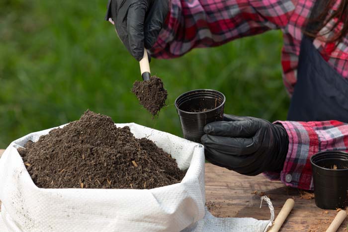 Prepare Soil For Planting Strawberries