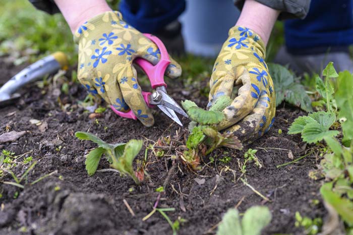 Pruning Strawberries