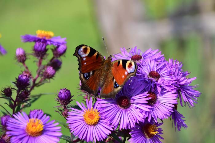 Aster (Asteraceae) #butterflyplants #flowers #garden #decorhomeideas