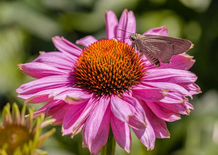 Purple Coneflower #garden #perennials #allsummerbloom #decorhomeideas