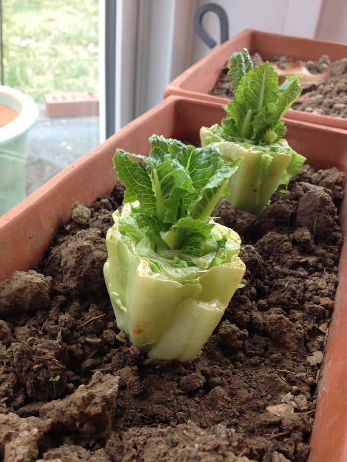 Romaine Lettuce #vegetables #regrow #decorhomeideas