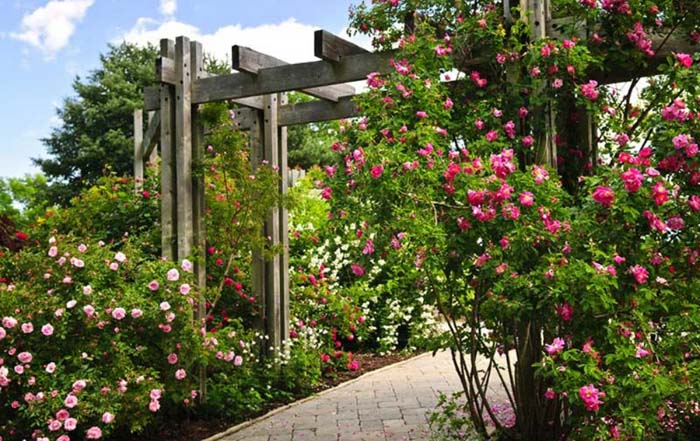 Rose Attention-Grabber Pergola #rosegarden #roses #decorhomeideas