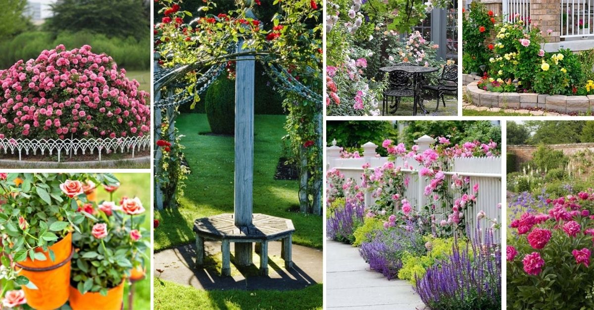 Rose Garden Ideas