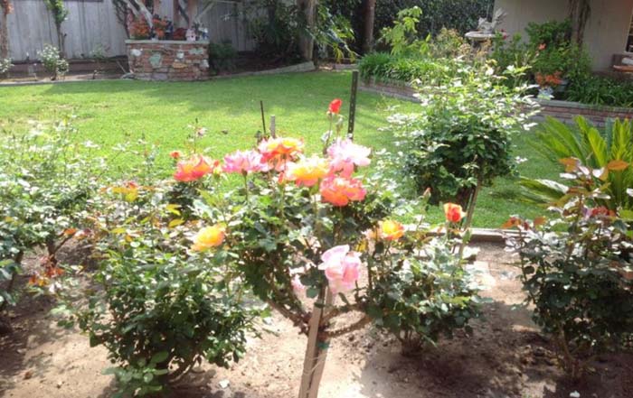 Rose Garden On A Budget #rosegarden #roses #decorhomeideas
