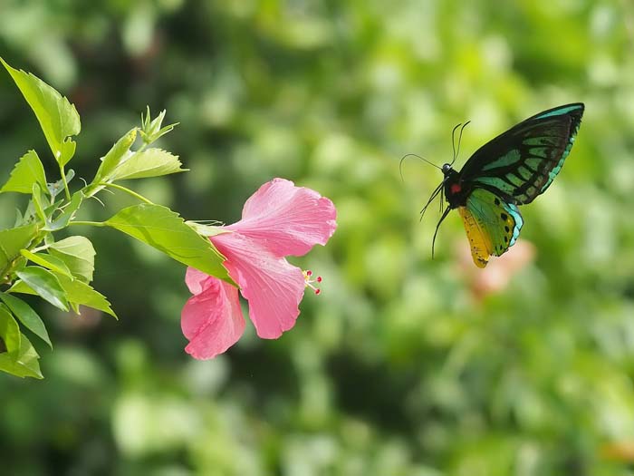 Rose of Sharon (Hibiscus syriacus) #butterflyplants #flowers #garden #decorhomeideas