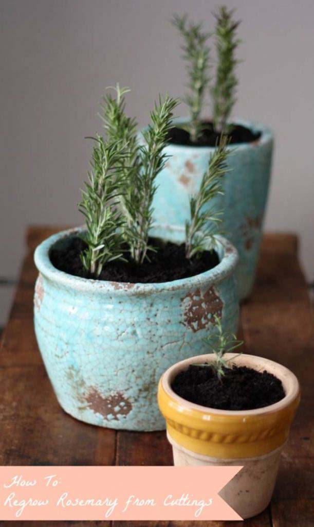 Rosemary #vegetables #regrow #decorhomeideas