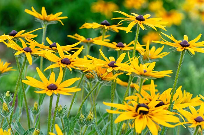 Rudbeckia #garden #perennials #allsummerbloom #decorhomeideas