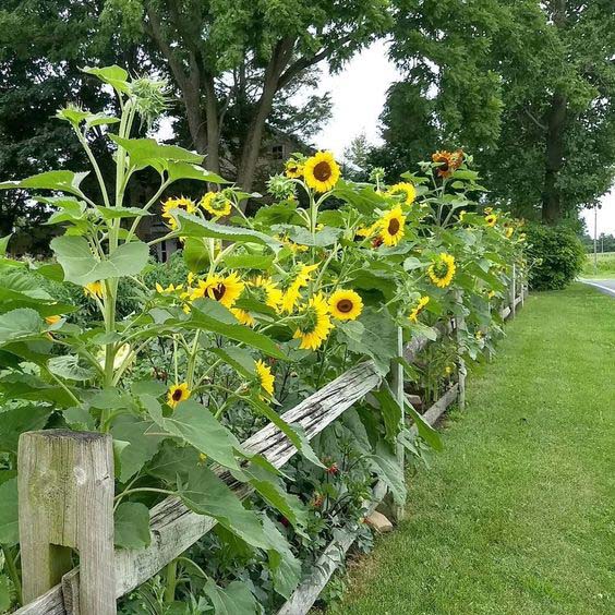 Rustic Wooden Fence Lined with Sunflowers #sunflower #garden #decorhomeideas