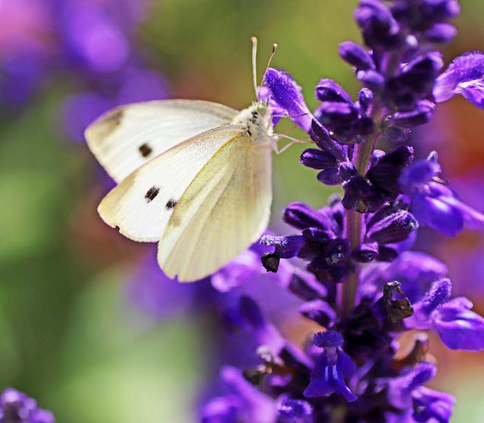 Mexican Bush Sage ( Salvia Leucantha ) #butterflyplants #flowers #garden #decorhomeideas