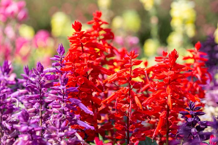 Salvia #garden #perennials #allsummerbloom #decorhomeideas