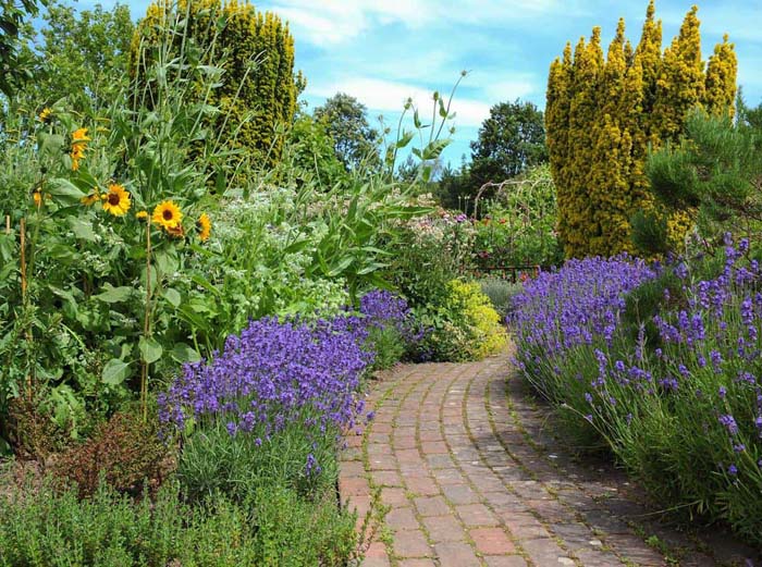 Scattered Sunflowers in an English Garden #sunflower #garden #decorhomeideas