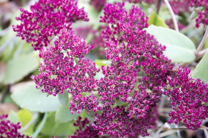 Sedum #garden #perennials #allsummerbloom #decorhomeideas