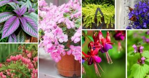 Shade Loving Plants Container Garden