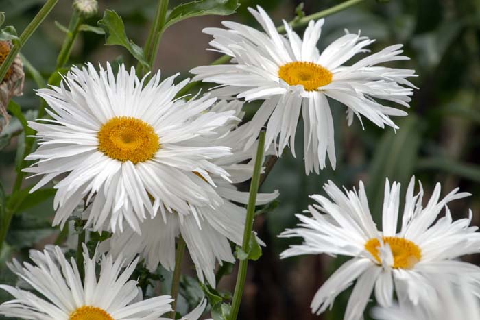 Shasta Daisies #garden #perennials #allsummerbloom #decorhomeideas