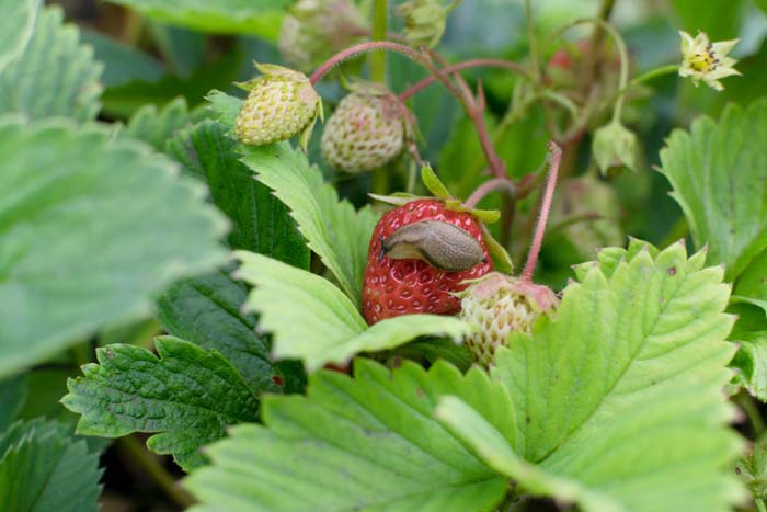 Slug On Strawberry